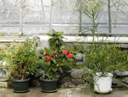 Image result for Euphorbia matabelensis