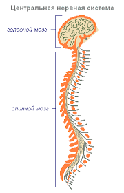 Nervi motori ce transmit comenzi de la. Sistemul Nervos ConstÄƒ Din Organele Sistemului Nervos