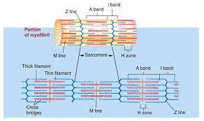 Associate Degree Nursing Physiology Review Physiology Human Anatomy And Physiology Anatomy And Physiology