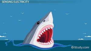 How sharks can smell blood? Shark Adaptations Lesson For Kids Video Lesson Transcript Study Com