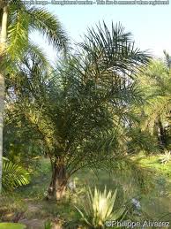 Image result for Raphia farinifera