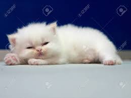 Browse persian kittens for sale & cats for adoption. White Persian Cat Kitten Is Sleeping On Blue Background Stock Photo Picture And Royalty Free Image Image 58988200