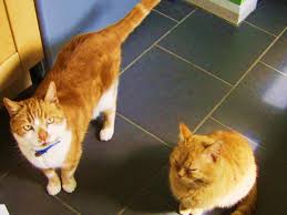 Naturally, cats like roaming around and might find your garden to fit their place of preference to consider as their toilet. Five Ways To Stop Cats From Pooping Outside Of The Litter Box Pethelpful