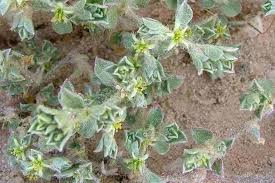 Image result for Galenia procumbens