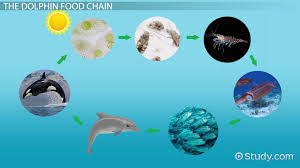 Check spelling or type a new query. Dolphin Food Chain Lesson For Kids Video Lesson Transcript Study Com