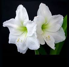 Pin On Flowers