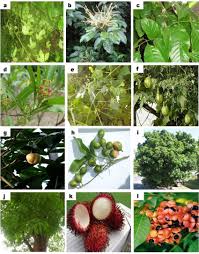 Image result for Allophylus africanus