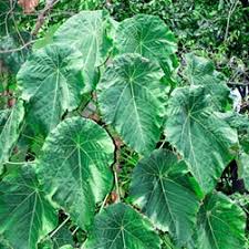 Image result for Macaranga mellifera