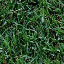 Tifway 419 Is The Most Popular Type Of Bermuda Grass Used On Professional Sports Fields And Golf Courses Overseeding Lawn Bermuda Grass Landscaping Inspiration