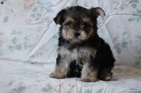 Puppies and dogs in ohio. Sage Morkie Yorktese Puppy For Sale In Virginia