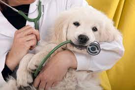 How long it takes to become a vet can vary, but if you really love animals and think caring for them is up your alley, then becoming a veterinarian may be how to become a veterinarian: How Long Does It Take To Become A Veterinarian Pet Comments