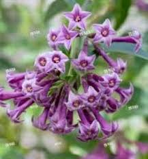 Image result for Cestrum × cultum