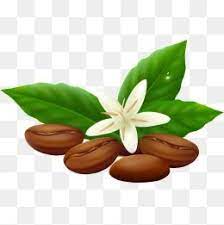 Green Beans White Green Leaves White Coffee Beans Png Transparent Clipart Image And Psd File For Free Download Green Beans Green Leaves Green