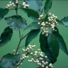 Image result for Cornaceae