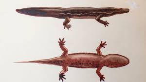 Salamander kitchen equipment history forms. Giant Salamander May Be The World S Largest Amphibian Cnn