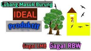 Burung walet adalah salah satu jenis burung komoditas ekspor yang sangat istimewa karena manfaat. Lubang Masuk Burung Walet Lmb Yang Ideal Youtube