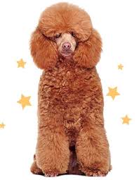 Getting a mobile pet grooming service and not moving from your home means: Pet Grooming At Home Dog Grooming Cat Grooming