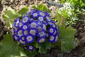 Image result for Senecio polyanthemoides