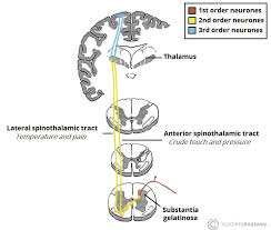 The Ascending Tracts Dcml Anterolateral Teachmeanatomy