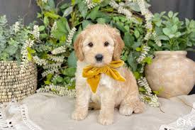 Maybe you would like to learn more about one of these? Goldendoodle Puppies Golden Retriever Puppies