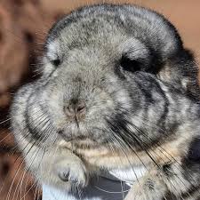 Maybe you would like to learn more about one of these? The 400 000 Rescue Mission To Save 25 Chinchillas The Atlantic