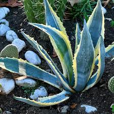 Image result for Agave americana