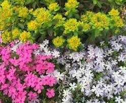 Some varieties reach 6 to 8 feet tall! Best Colorado Perennials For A Colorful Spring Garden