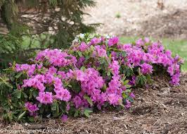 Bloom A Thon Lavender Reblooming Azalea Rhododendron X Azalea Shrub Azaleas Blooming Plants