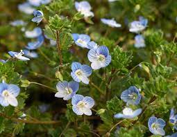 Did you scroll all this way to get facts about purple white flowers? Common Weeds Virginia Green