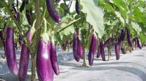 Dec 30, 2018 · tanaman sayuran ini membutuhkan waktu sekitar 6 minggu untuk dipanen dan tergolong sebagai salah satu sayuran dengan harga yang cukup mahal. 15 Jenis Sayuran Yang Cepat Panen Ini Bisa Anda Tanam Di Rumah Selamat Berkebun