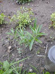 Transplant the seedlings after danger of frost has passed. Photo Of The Seedling Or Young Plant Of Butterfly Bush Buddleja Davidii Posted By Admin Garden Org