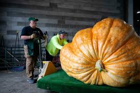 Image result for giant pumpkin