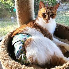 Barkertime Washable Cat Diapers Stud Pants Made In Usa