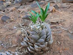 Image result for Litanthus pusillus