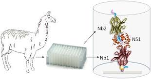 What is alzheimer's disease, what causes it, what are the symptoms, and how is it treated? Biomolecules Special Issue The Therapeutic And Diagnostic Potential Of Nanobodies