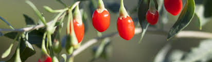 Baie De Goji Bio Bc Agro Fruits Secs