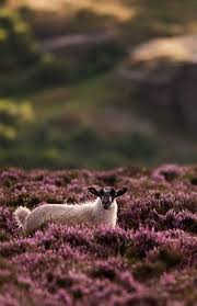 Autumns Plum Purple Animals Beautiful Animals Sheep