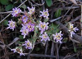 Image result for Melanospermum