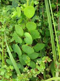 Image result for Stephania abyssinica