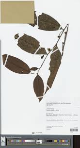 Image result for Triainolepis sancta