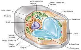 We did not find results for: Marshscience7 Cell Structure And Function
