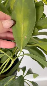 Image result for scale on plant