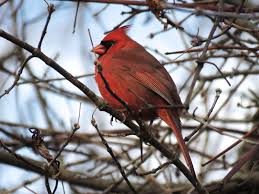Christmas Bird Counts Hamilton Naturalists Club