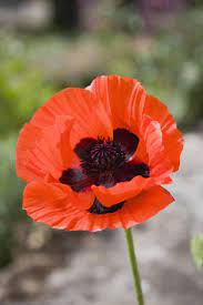 These Plants And Flowers Will Naturally Deer Proof Your Garden Deer Resistant Plants Deer Resistant Flowers Plants