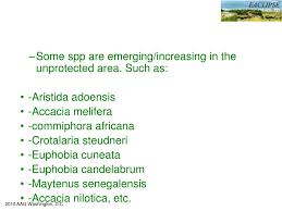 Image result for Crotalaria steudneri