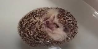hedgehogs floating like boats