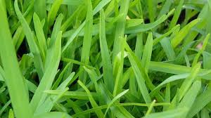 St Augustinegrass Nc State Extension Publications