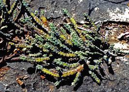 Image result for Monadenium filiforme