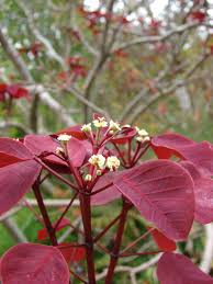 Image result for Euphorbia cotinifolia