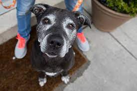 After treatment with prednisone, the dog will have about three months more to survive. Lymphoma In Dogs Best Friends Animal Society